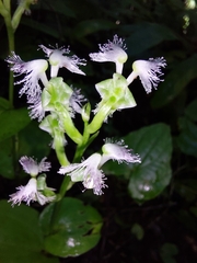 Huttonaea pulchra