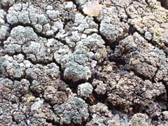 Trapeliopsis granulosa