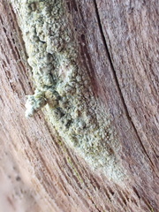 Lecanora conizaeoides