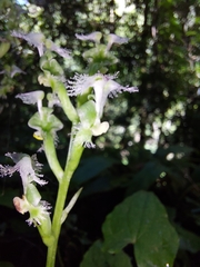 Huttonaea pulchra