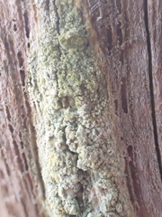 Lecanora conizaeoides