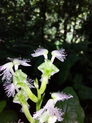 Huttonaea pulchra