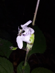 Shrubby Plectranthus (Plectranthus fruticosus)