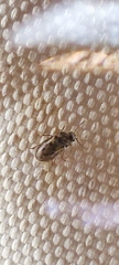 Phloiophilus edwardsii