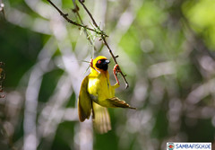 Ploceus velatus caurinus