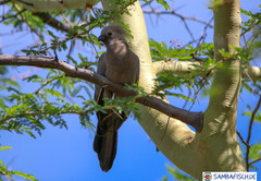 Corythaixoides concolor pallidiceps