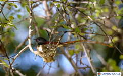 Terpsiphone viridis plumbeiceps