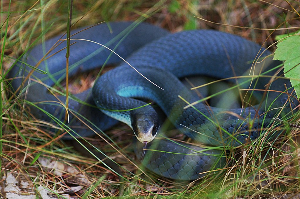 Desenho de Cobra corredora-azul para colorir