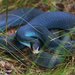 Blue Racer - Photo (c) Jon Fife, some rights reserved (CC BY-SA)