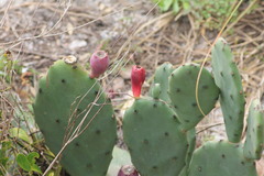 Image of Opuntia stricta