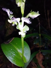 Huttonaea pulchra