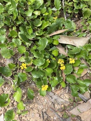 Goodenia hederacea alpestris