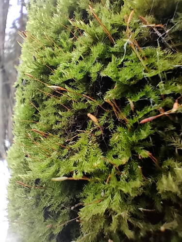 Vislioji pilezija nuotrauka