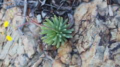 Crassothonna cacalioides