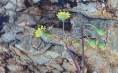 Crassothonna cacalioides