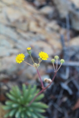 Crassothonna cacalioides