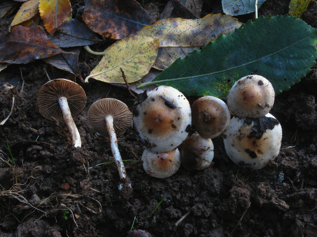 Hebeloma lutense