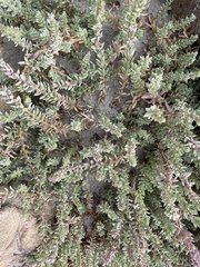 Chenolea diffusa