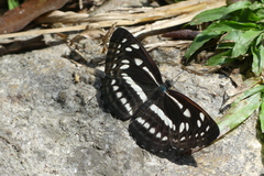 Neptis nata
