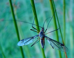 Leptotarsus vulpinus