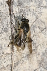 Chalcosyrphus eunotus