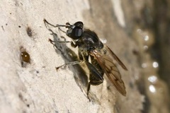 Chalcosyrphus eunotus