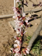 Prunus amygdalus