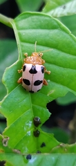 Podontia affinis