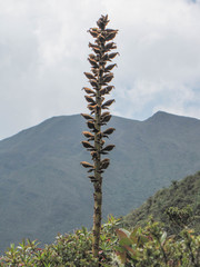 Puya nitida