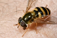 Epistrophe nitidicollis