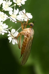 Empis digramma