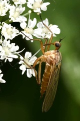 Empis digramma