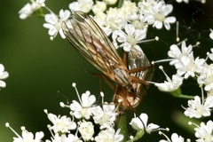 Empis digramma