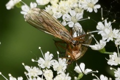 Empis digramma