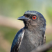 Ashy Drongo - Photo (c) Anil Kumar Verma, some rights reserved (CC BY-NC), uploaded by Anil Kumar Verma