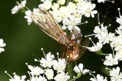 Empis digramma