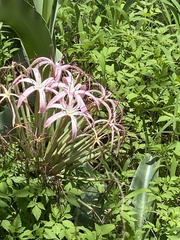 Crinum buphanoides image