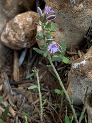 Polygala rupestris