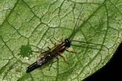 Rhyssella approximator