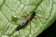 Rhyssella approximator