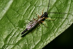 Rhyssella approximator