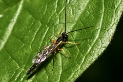 Rhyssella approximator