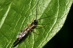 Rhyssella approximator