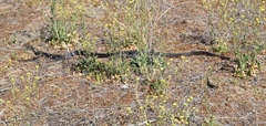 Masticophis fuliginosus