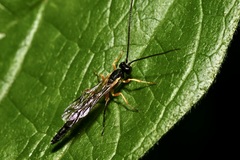 Rhyssella approximator