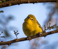 Zosterops flavilateralis