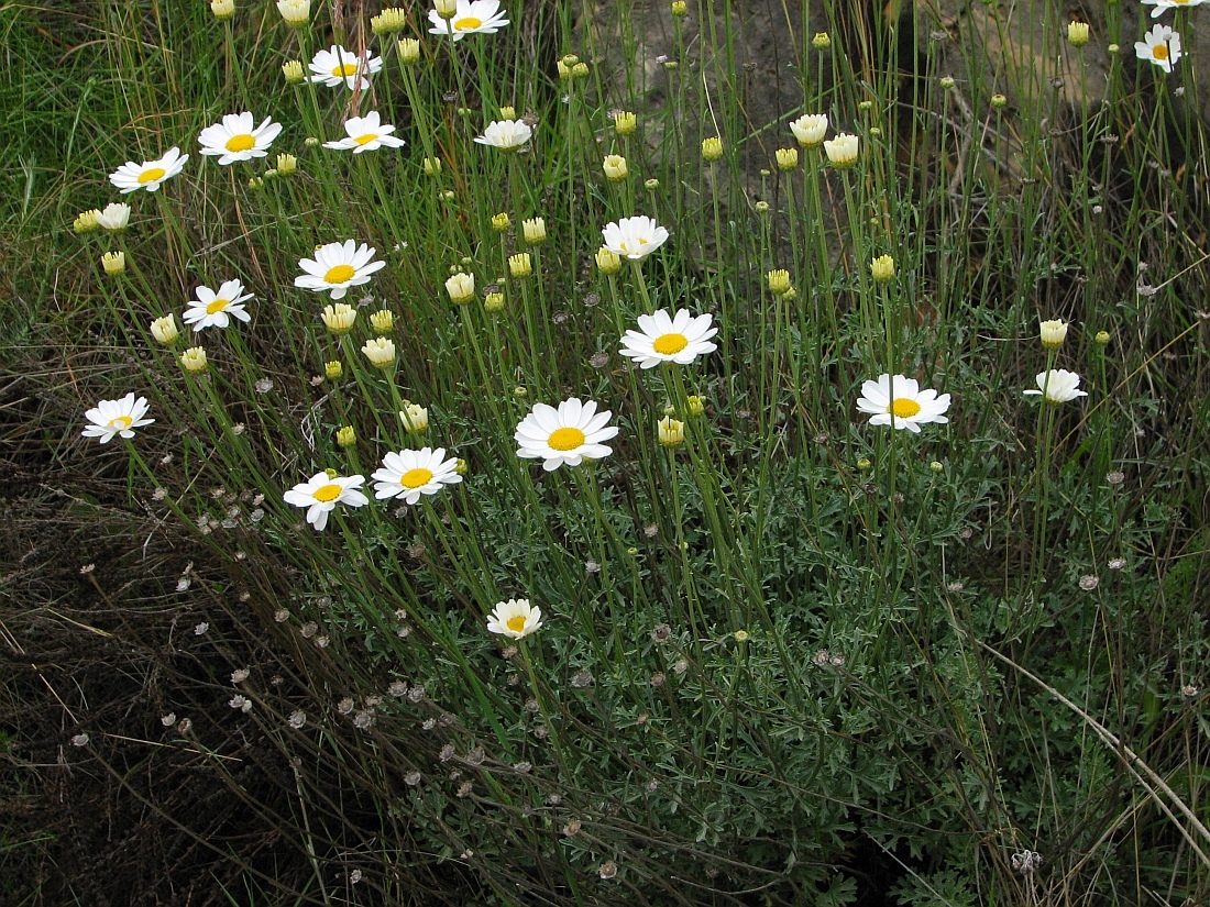 Tanacetum cinerariifolium (Trevis.) Sch.Bip.