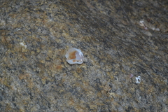 Bostrycapulus aculeatus