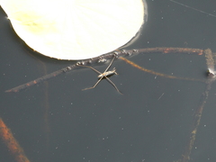 Aquarius adelaidis