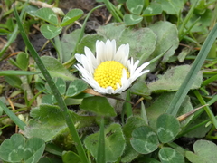 Bellis perennis